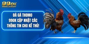 Đá Gà Thomo - 99OK Cập Nhật Các Thông Tin Cho Kê Thủ!